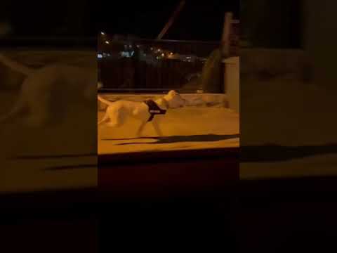 Dogo Argentino dog video compilations | Dogo Argentino vs cane carso | dog video