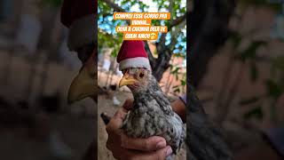 A  garnizé Uvinha no clima do Natal.