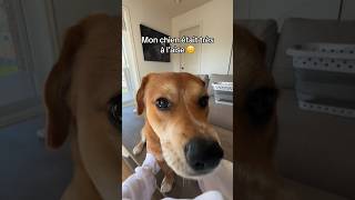 Buddy suit la trend😂 #reels #trend #taylorswift #dog #chien #tourner #drole #funny #qc #montreal