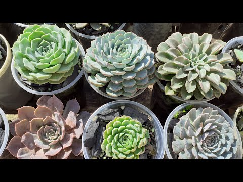 17 suculentas de fácil cultivo identificadas /Cultivo no tempo/ tomam chuva /