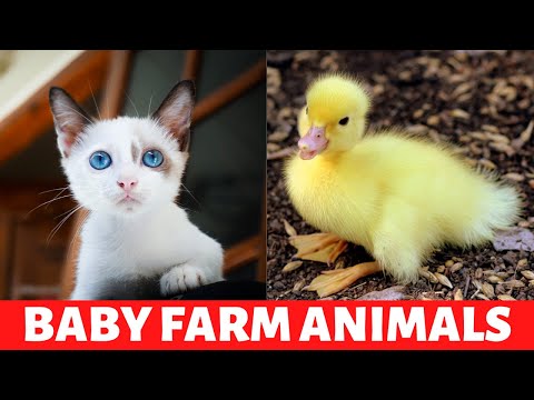 BABY FARM ANIMALS - Names of Animal Babies at the Farm in English