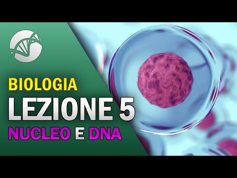 BIOLOGY - Lesson 5 - The Nucleus and DNA