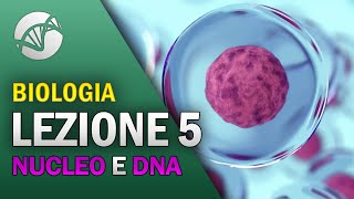 BIOLOGIA - Lezione 5 - Il Nucleo e il DNA