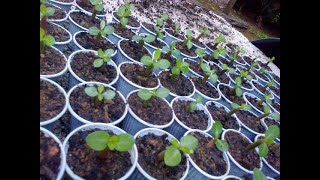 Germinei sementes de cruzamentos especiais mas pegou podrido na raiz o que fazer?