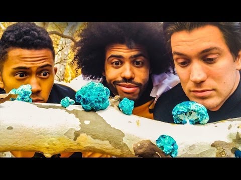 "Boletus Frequencia" (Ep2) The Away Team