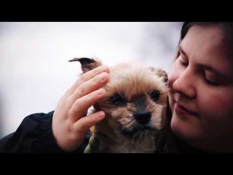 10 faktów na temat grupy Viva!Interwencje