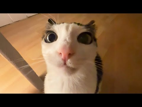 Funniest Cats Videos 2026 😼 Try Not To Laugh 😹 Part 80