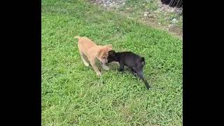 Video preview image #1 Chihuahua-Unknown Mix Puppy For Sale in Virginia Beach, VA, USA