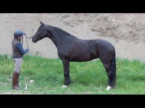OVD CHIPIONA 2013 , mare Hanoverian x PRE , February 2017 video