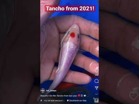 Beautiful Gin Rin Tancho from last year 🔴🎏🐠 #tancho #tanchokoi #ginrin #tosai #ginrintancho #koi