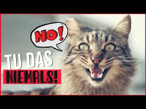 5 Irrtümer in der Katzenerziehung / Fehler die Katzenbesitzer tun und Katzen hassen / Amely Rose