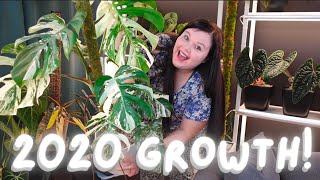 Plant Growth 2020 Before & After