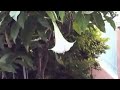 Urban Brugmansia suaveolens (Stabilized Version ...