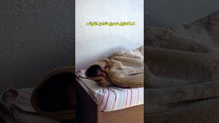 صارت معكو !!
