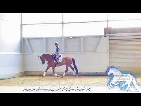 5Jährige Stute First Selection x Interconti