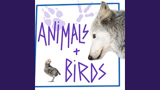 Swarm of Bees Buzzing