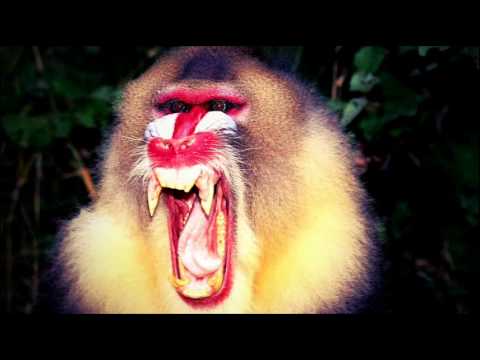 Union Jack - Baboon (Original Mix) [PLATIPUS]