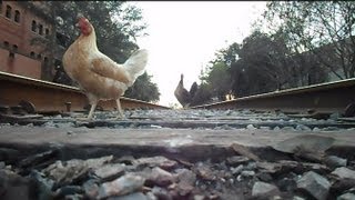 preview picture of video 'Amtrak Train The Silver Star Chickens On The Tracks'