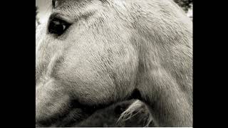 Bonny Light Horseman, Eric D. Johnson, Josh Kaufman, Anaïs Mitchell - Deep In Love