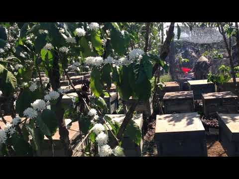 Rừng hoa cà phê Lộc Nghãi - Bảo Lộc