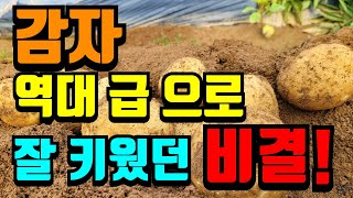병든감자 약안하고 다 죽이지 않고 잘 키워냈던 방법.