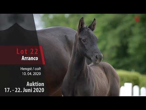 22 Arranco Hengst v. Aviador - Abke
