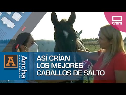 , title : 'Así crían los mejores caballos de salto'