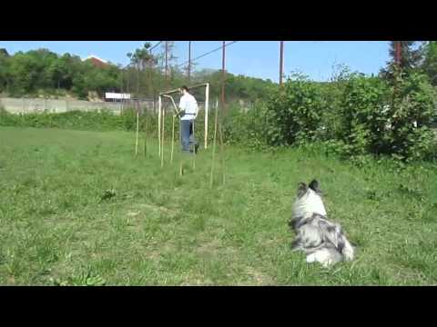 Elky agility foundations - april 2012