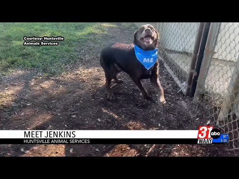Wag Your Tail Wednesday - YouTube