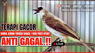 Download lagu 🔴PANCINGAN TRUCUKAN SUSAH BUNYI!! TRUCUKAN GACOR ROPEL PANJANG BIKIN TRUCUK MANA PUN CEPAT BUNYI mp3 Download lagu 🔴PANCINGAN TRUCUKAN SUSAH BUNYI!! TRUCUKAN GACOR ROPEL PANJANG BIKIN TRUCUK MANA PUN CEPAT BUNYI mp3