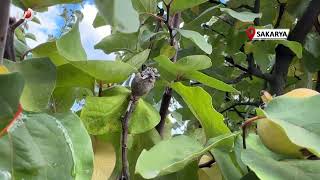 Dalların Altın Sarısını Don Vurdu 10 Dönüm Tarladan 2 Kasa Ayva Çıktı