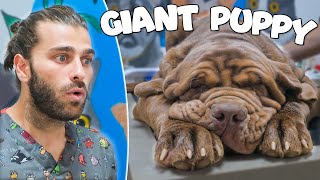 DEV YAVRU KÖPEK! (6 Aylık Kocaman Bir Mastiff Yavrusu!)