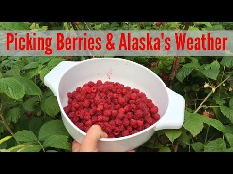 download lagu mp3 mp4 Cloudberries Alaska, download lagu Cloudberries Alaska gratis, unduh video klip Cloudberries Alaska