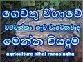 Cultivation Of Pumpkin The Solution To The Knot In Pumpkin Cultivation Wattakka Wagawa වට්ට�