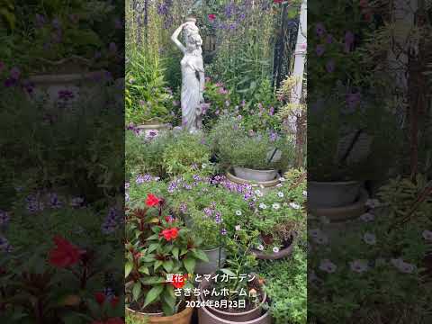  8月にバラの茂みを切る: バラの繁殖方法に関するビデオチュートリアル  庭園