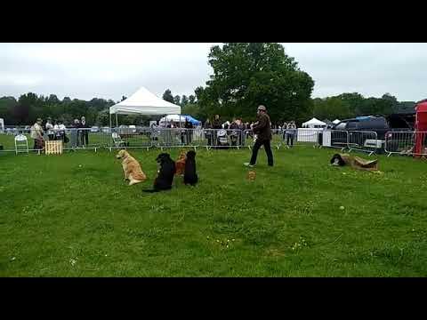 Group Retrieve. 5 Dogs and 5 balls.