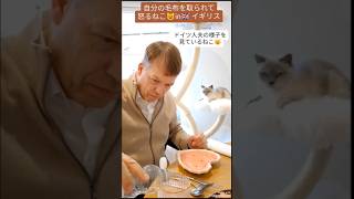 お気に入りの毛布を取られてすねるねこ#shorts #ねこ #イギリス #ブリティッシュショートヘア