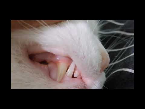 Ragdale raspberry rasbery. 🥘🍲🥣