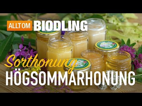 Högsommarhonung & Sommarhonung - Sorthonung - Honung
