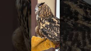 Fantastic Closeup of an Eagle Owl, Have You EverSeen One? #wildbirds #owls