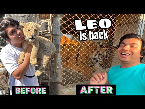 LEO TIGER IS back 🥺 🫀 SW PETS HOUSE