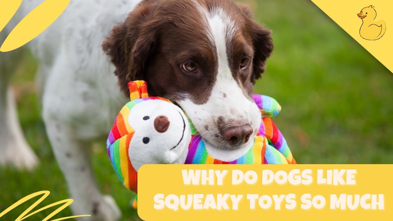 Why Do Dogs Like Squeaky Toys So Much