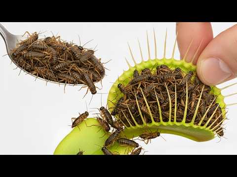 Which Venus Flytrap Catches the Most Bugs?