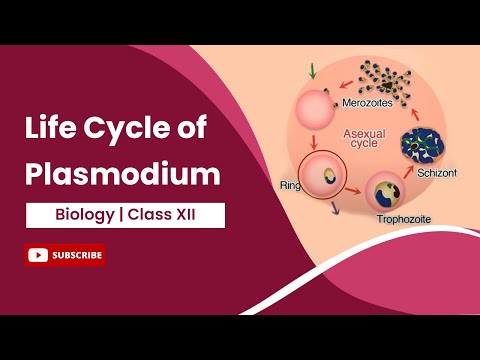 Life Cycle of Plasmodium | Class 12