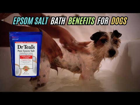 Salt Bath Benefits for Dogs