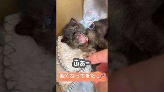 【子猫】小さな肉球をツンツンし…眠そう🐈‍⬛💤 #眠そうな子猫 #保護猫 #可愛すぎる