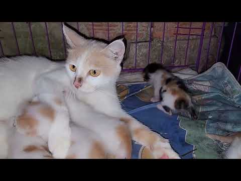 Cat Mom Breastfeeding Her Newborn Kittens - They're So Adorable | Viral Cat
