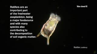 What Is a Rotifer?