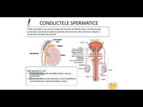 Trezește- te și are o erecție, De ce au bărbaţii erecţie dimineaţa | Sănătate | scoalagimnazialaluncapascani.ro