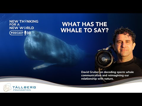 Podcast: What Has the Whale to Say? / with David Gruber, Project CETI